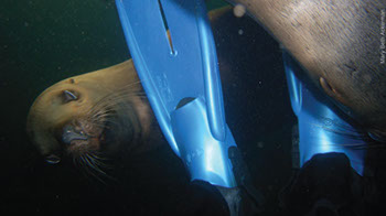 Ласты Apollo- японское качество у нас в продаже