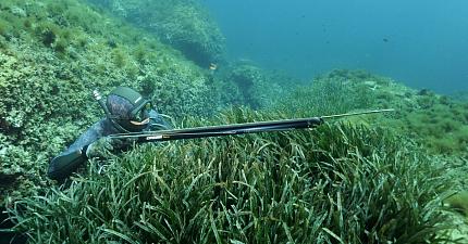 Гидрокостюм CRESSI SUB Sepia - морское дно и ты, одно целое