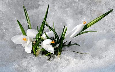 Весна откладывается