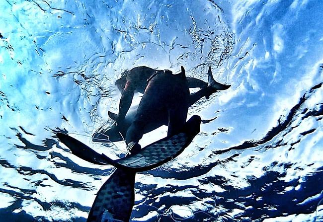 Фантастическая новинка этого года - ласты С 4 пластиковая лопасть