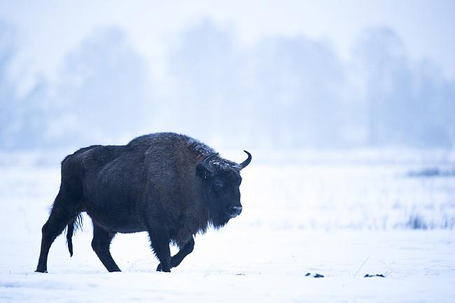 Рюкзаки бренда Tatonka - твой бизон ждет тебя